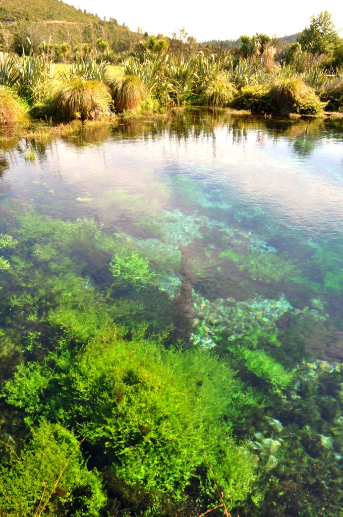 Waikoropupu springs