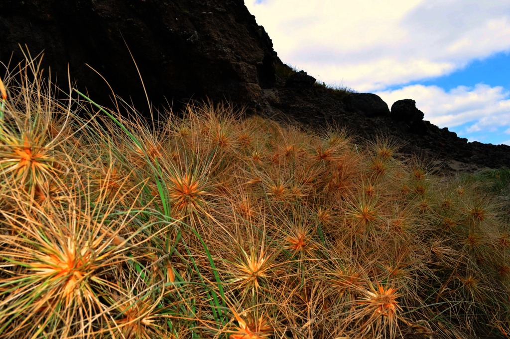 Beach grassy plain