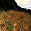 Beach grassy plain