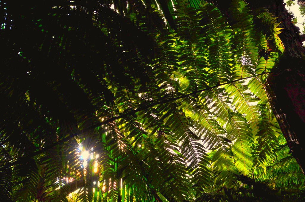 fern sky