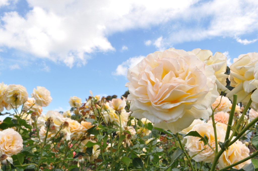 Rose Garden