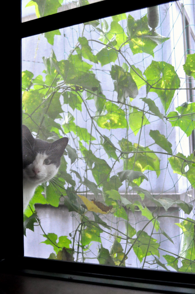 窓際からの訪問