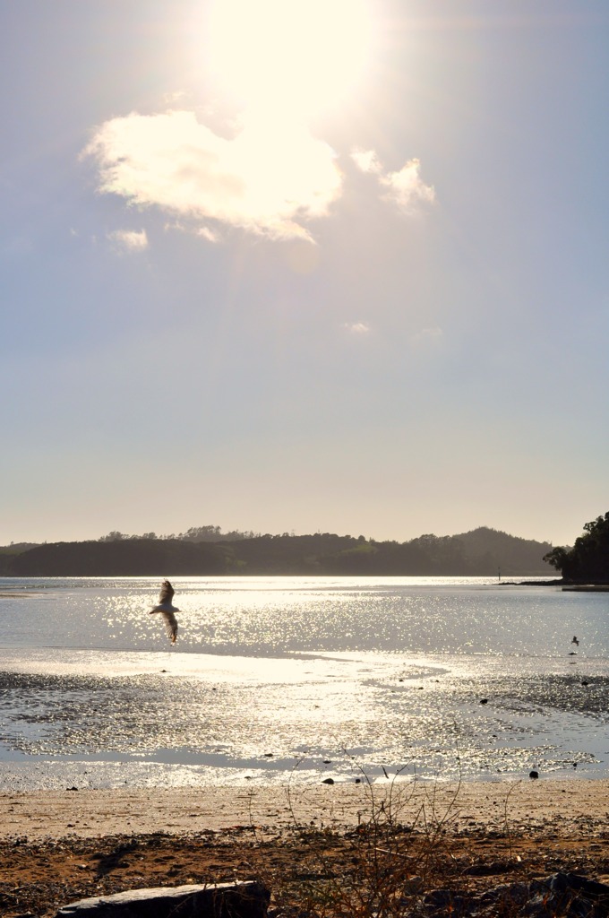 Waitangi