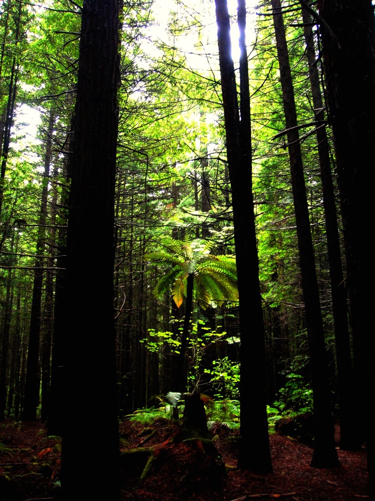 森のスポットライト