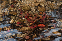 紅葉落葉