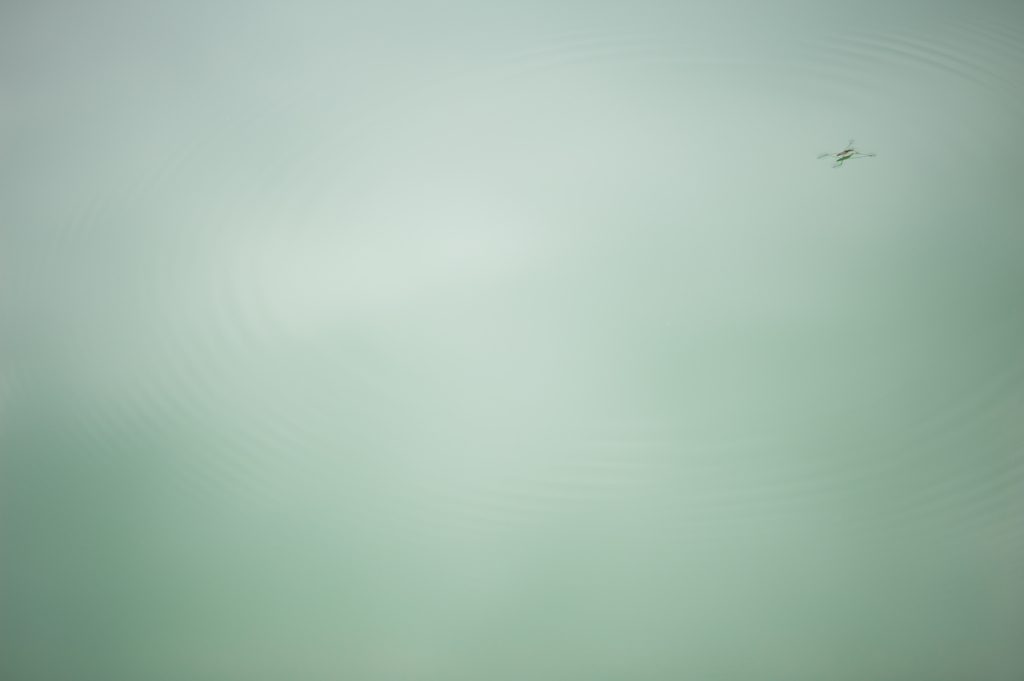 空を泳ぐ