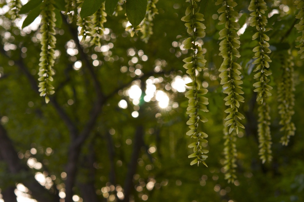 Green Blinds