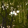 Green Blinds