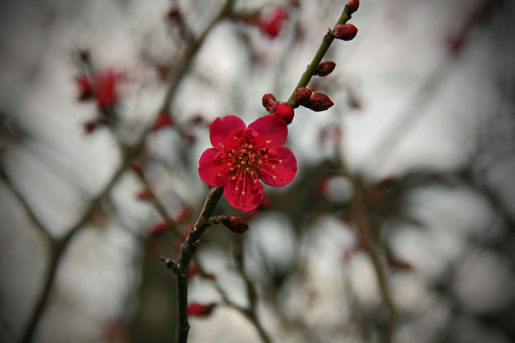 紅梅