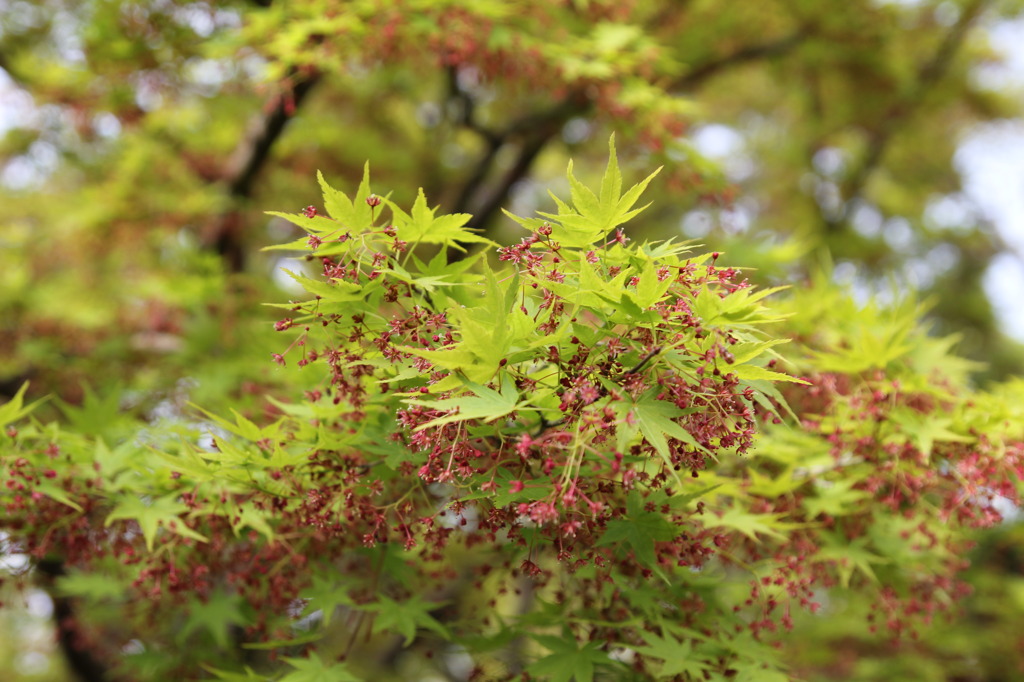 もみじの花