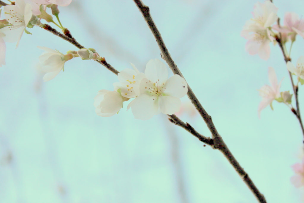 冬に咲く桜