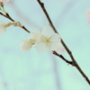冬に咲く桜