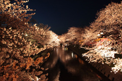 岩倉の夜桜