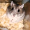 うわめづかい