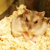 ごっつぁんです