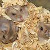 もふもふ