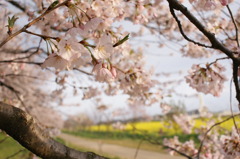 桜の道
