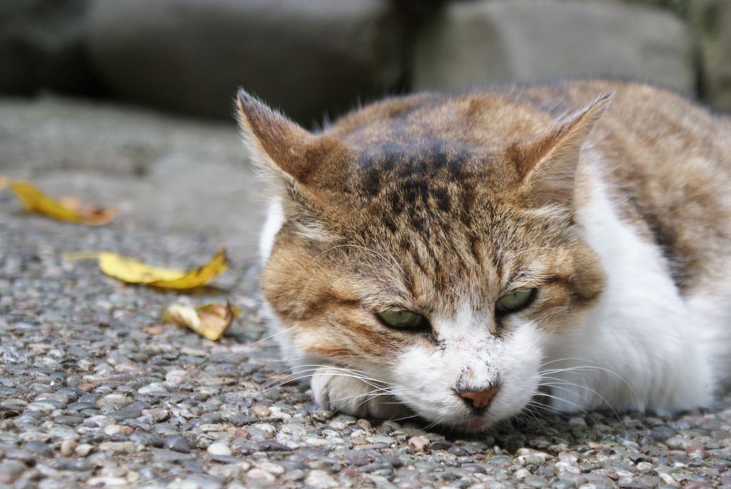 考えちゃうの