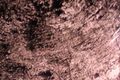 夜桜