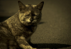 うめぼし