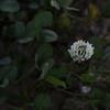 白詰草