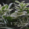 ......GREEN!