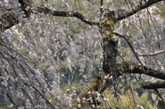 奥山田しだれ桜