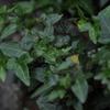 ivy