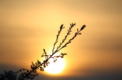 夕陽桜
