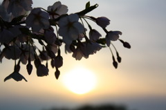 夕陽桜
