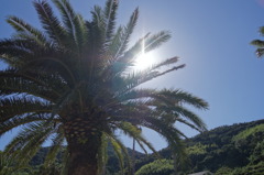 大島