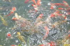 魚と光。