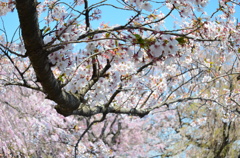 春の渦。