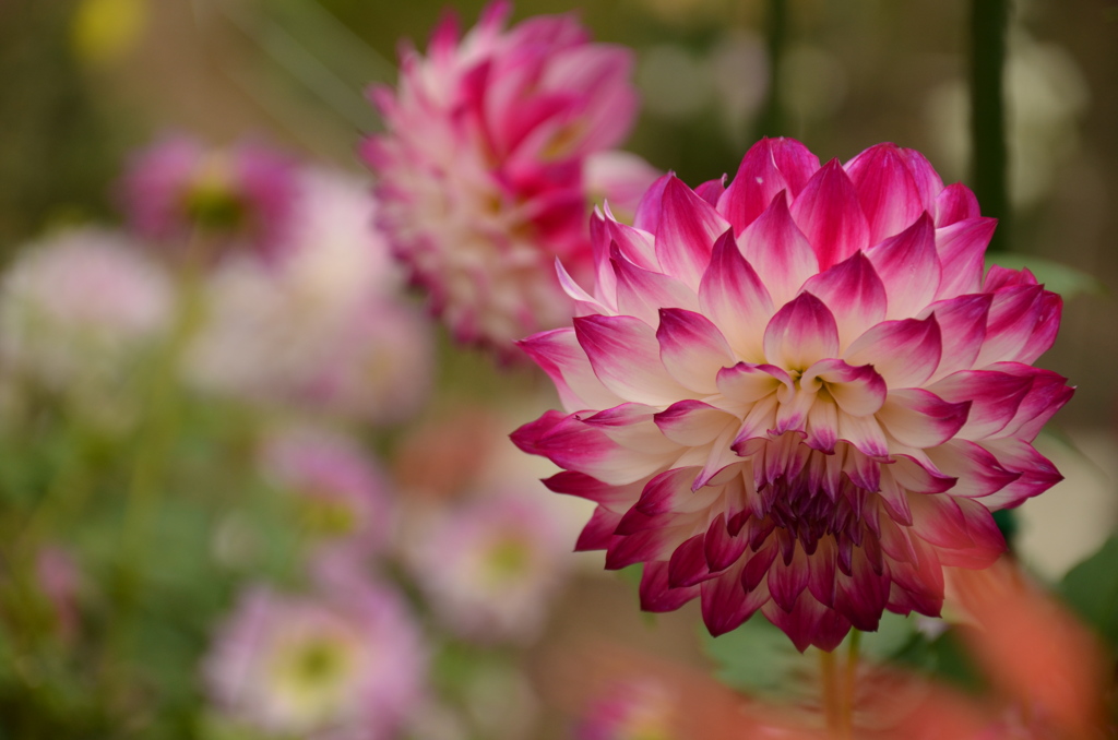 『dahlia』