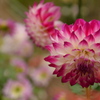 『dahlia』