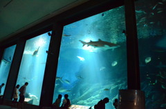 夜の水族館。