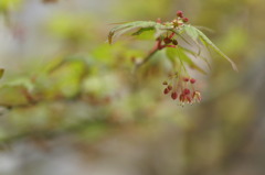 モミジにも花が咲くんです