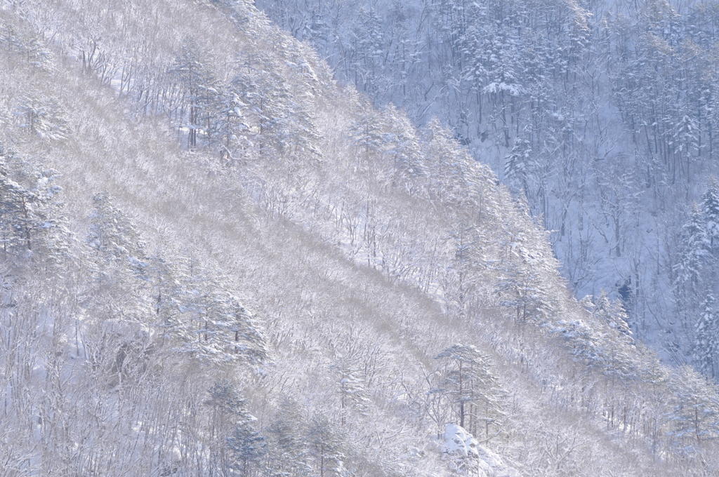 着雪