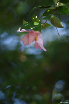 山茶花