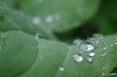 雨上がり