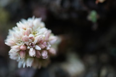 小さき花