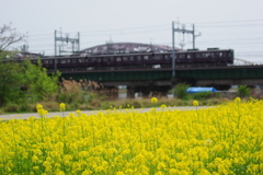 阪急電車と菜の花