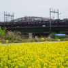 阪急電車と菜の花