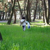 まつぼっくり求めて