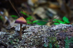 生息