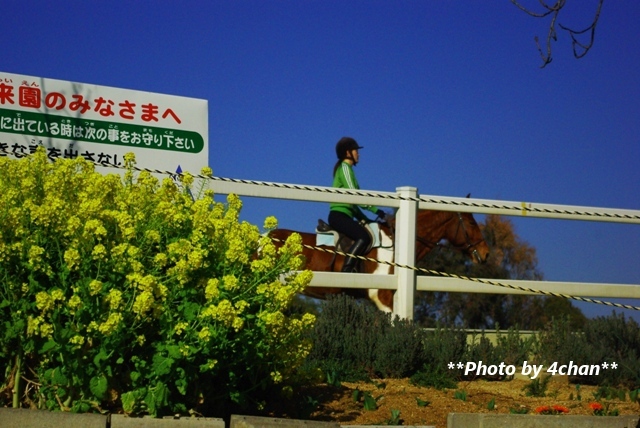 菜の花と馬
