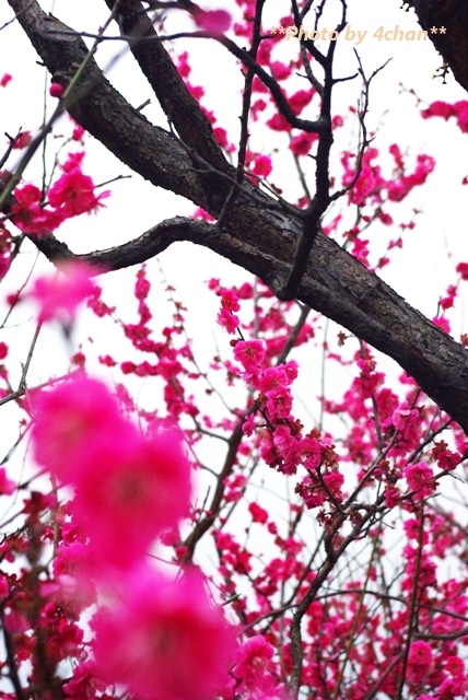梅の花　赤