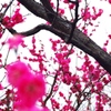 梅の花　赤