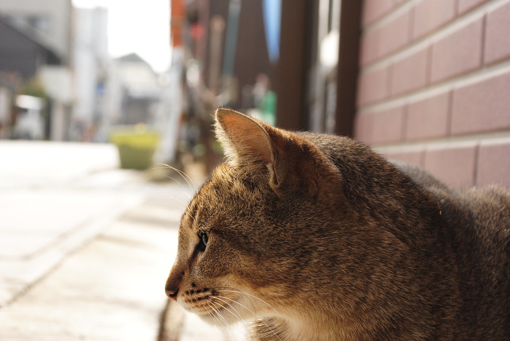 猫の町