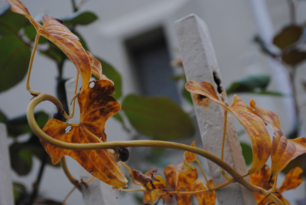 花は枯れ葉の如し